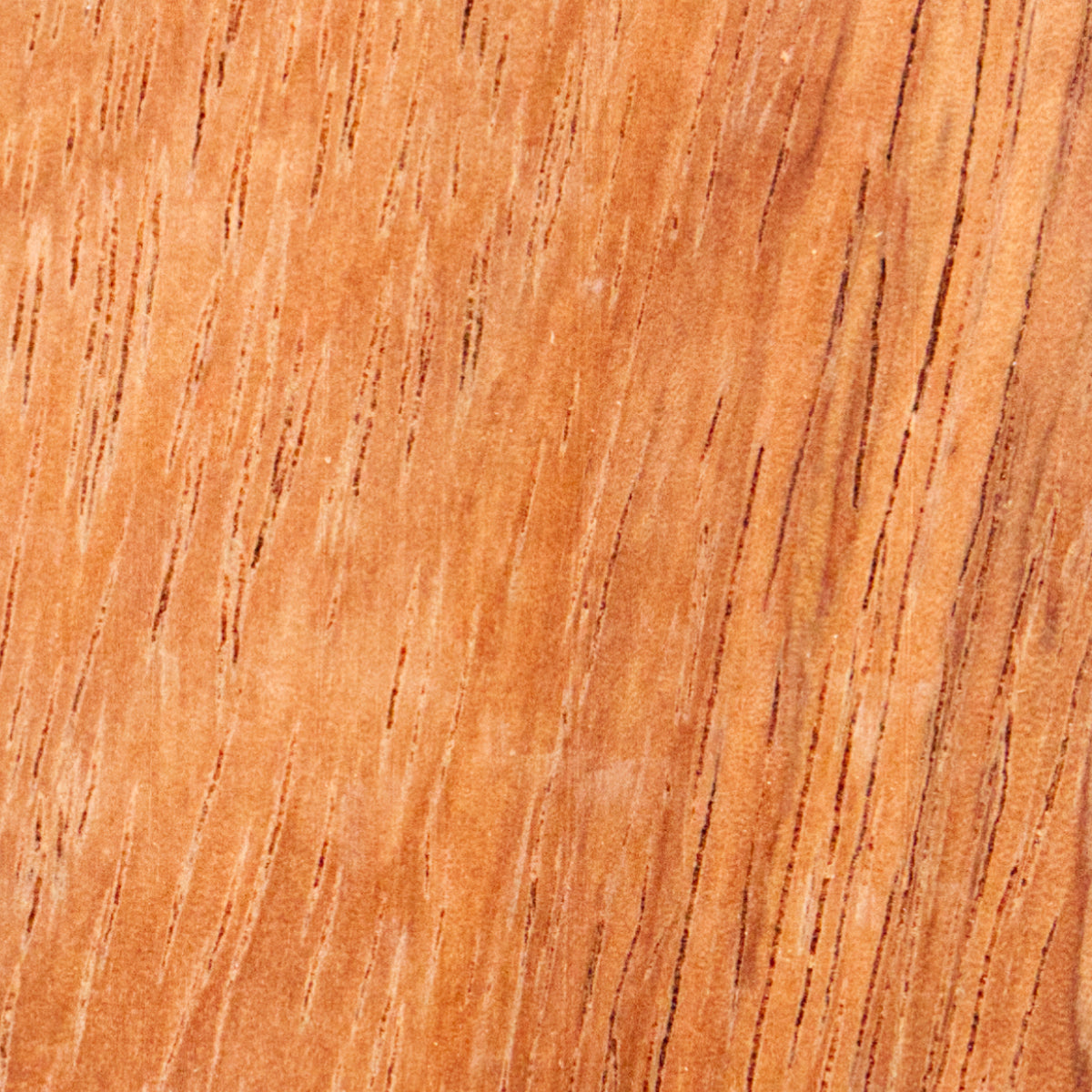 Caribbean Walnut