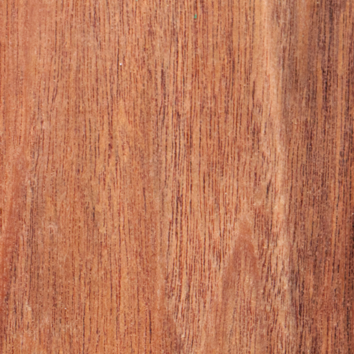 Patagonian Rosewood